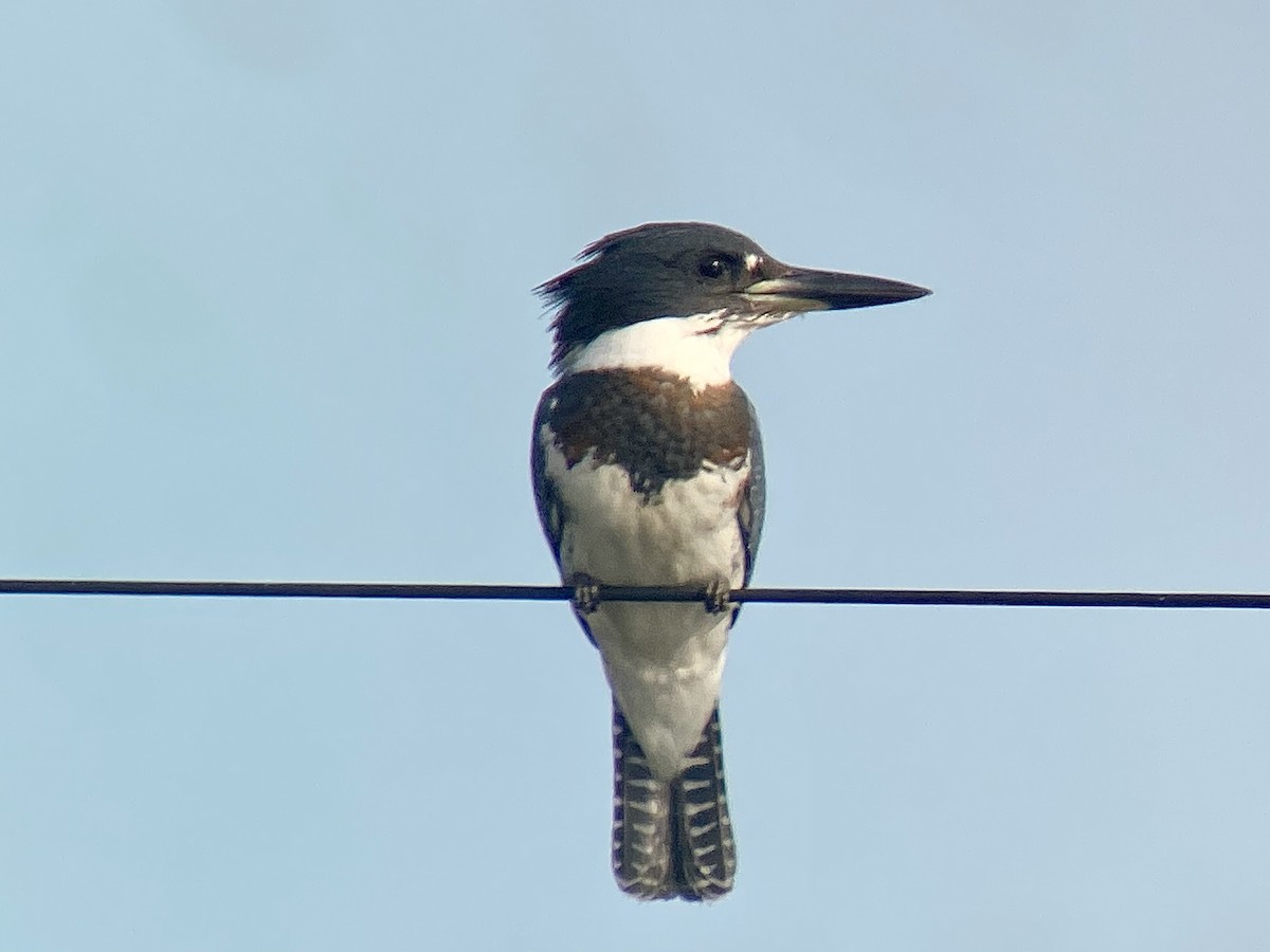 Belted Kingfisher - ML475512311