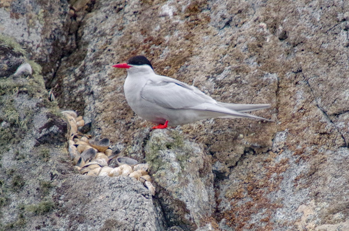 Antarctic Tern - ML475512351