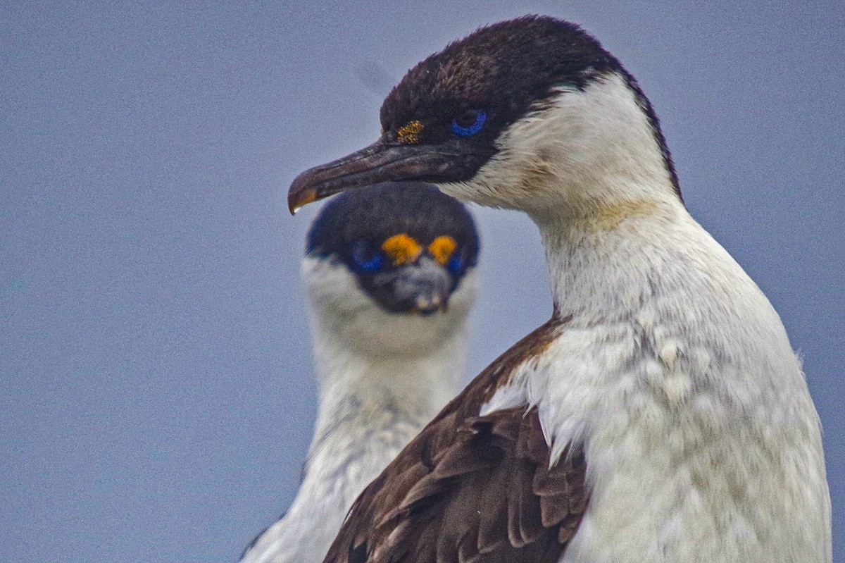 Antarctic Shag - ML475512421