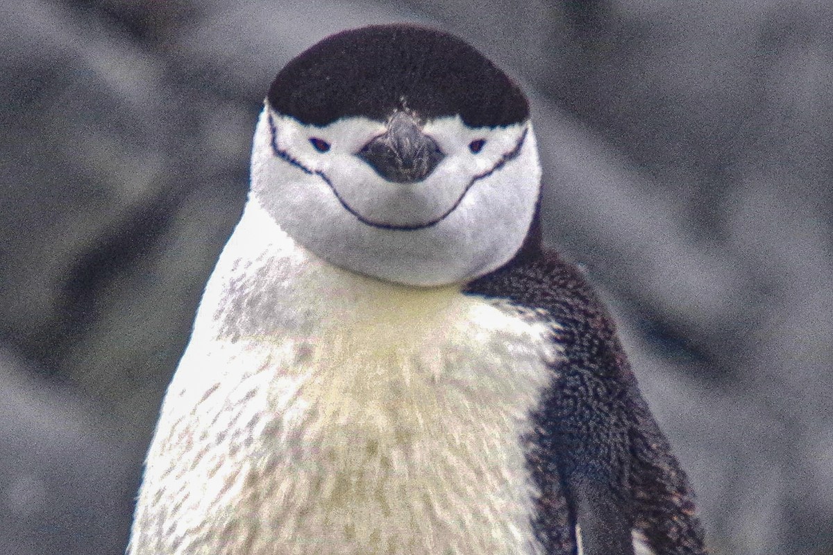 Chinstrap Penguin - ML475512441