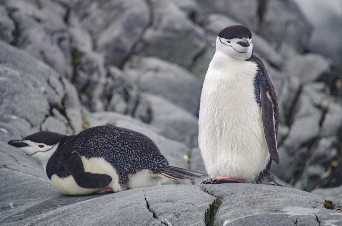 Chinstrap Penguin - ML475512601
