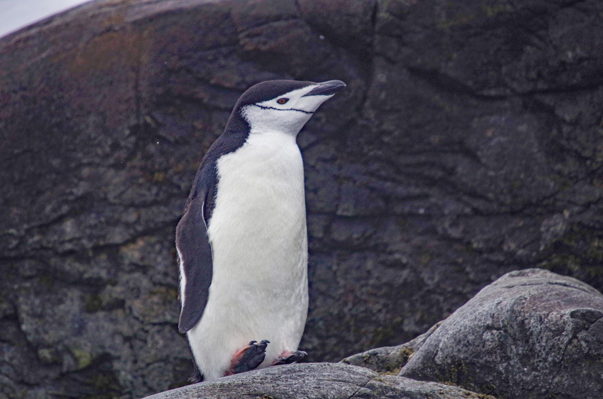Chinstrap Penguin - ML475512621