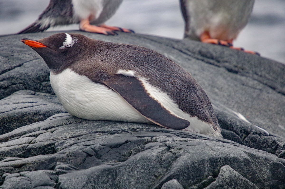 Gentoo Penguin - ML475512901