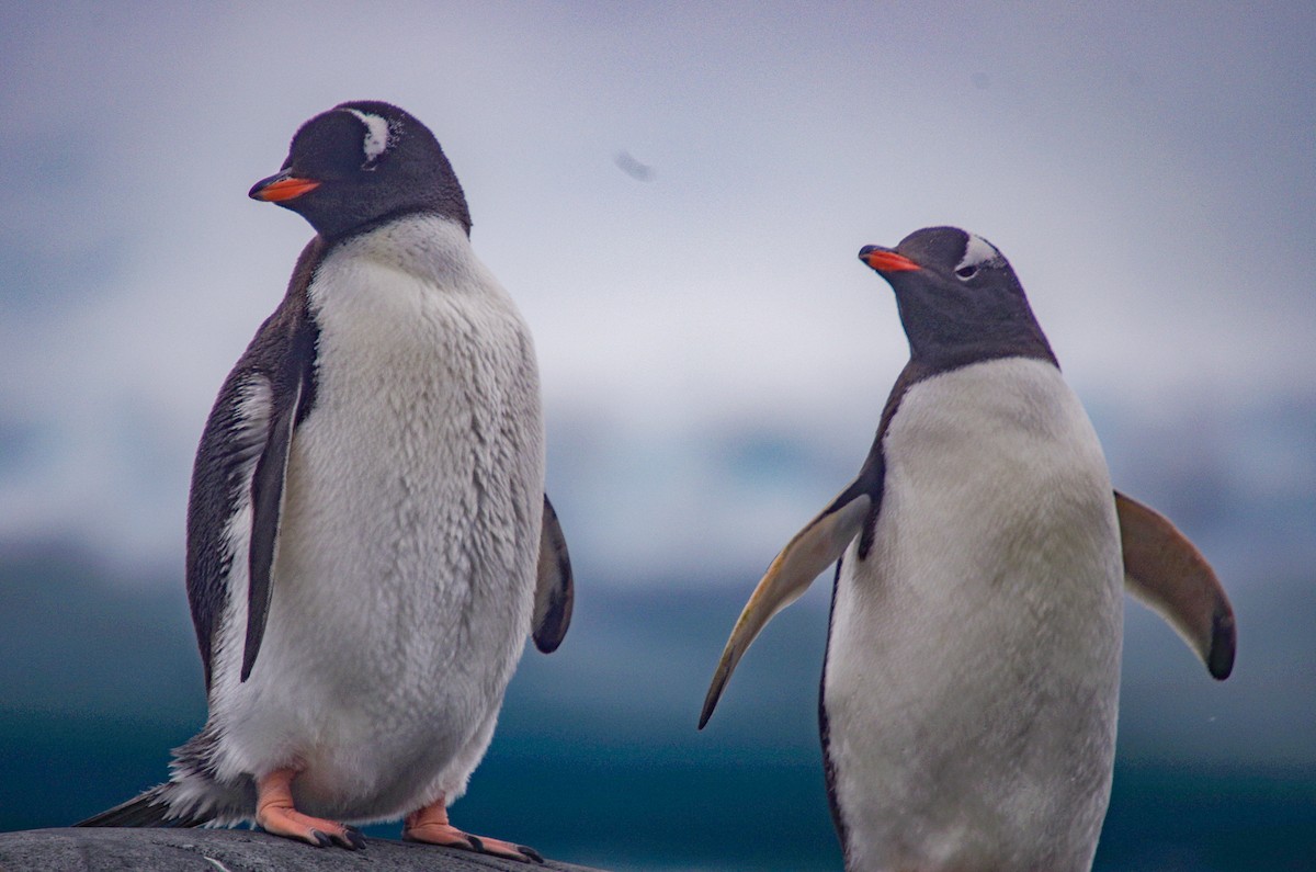 Gentoo Penguin - ML475512911