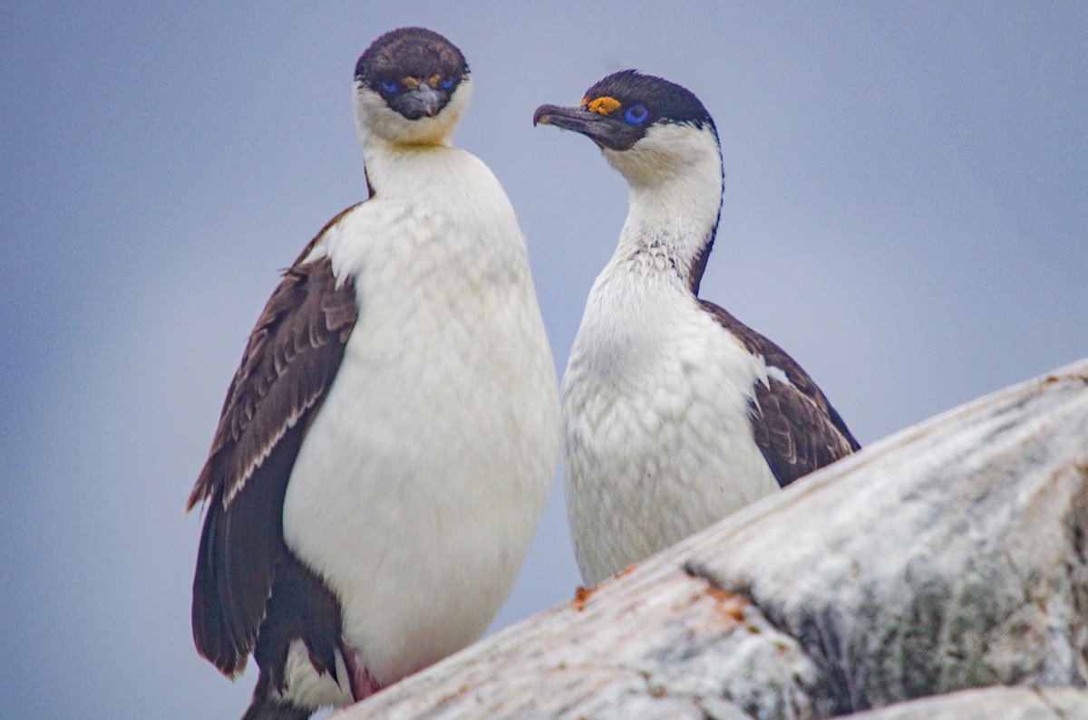 Antarctic Shag - ML475512981