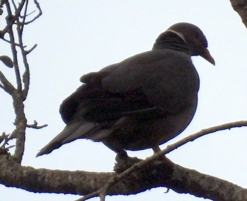 Band-tailed Pigeon - ML475513811
