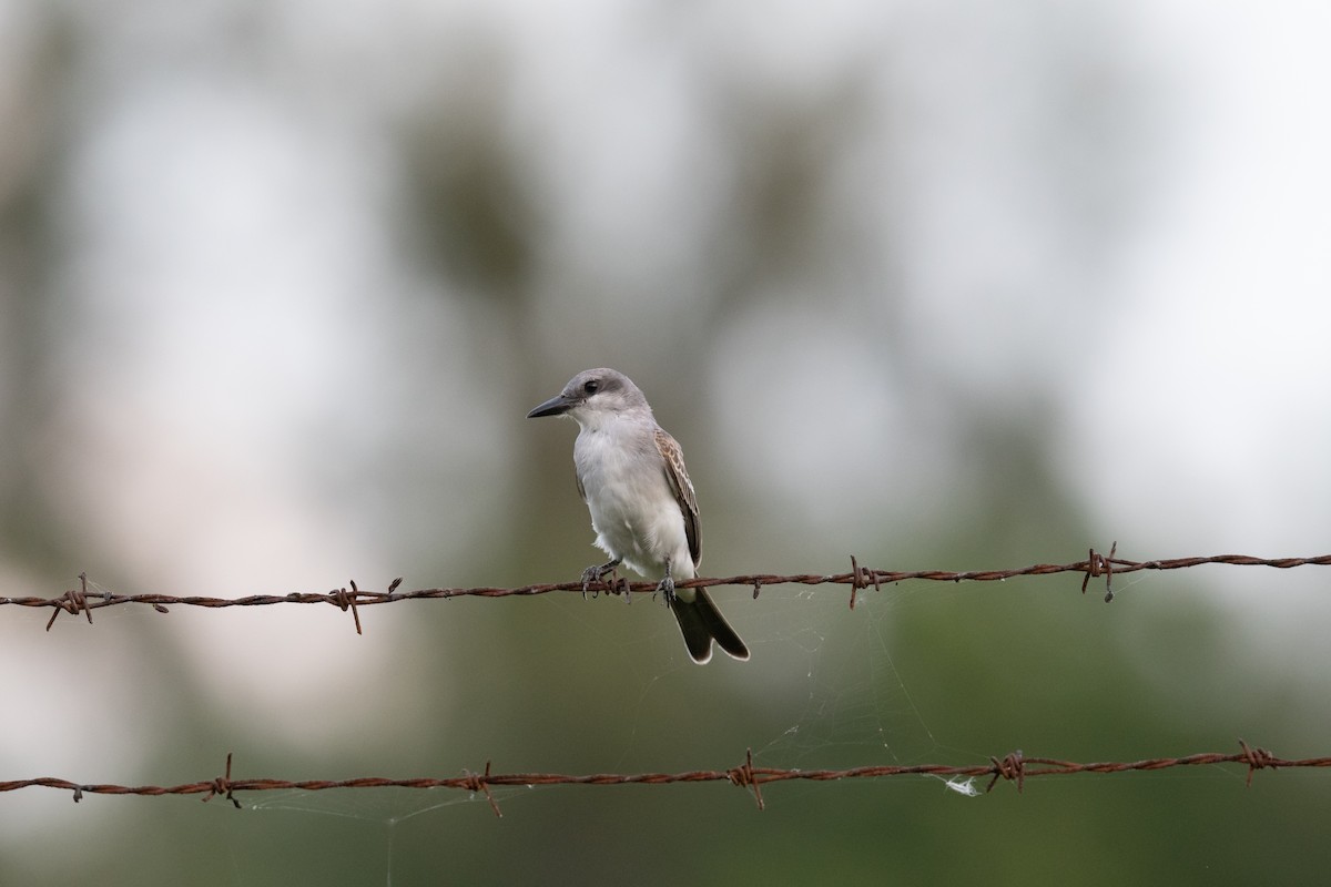 Gray Kingbird - ML475514431