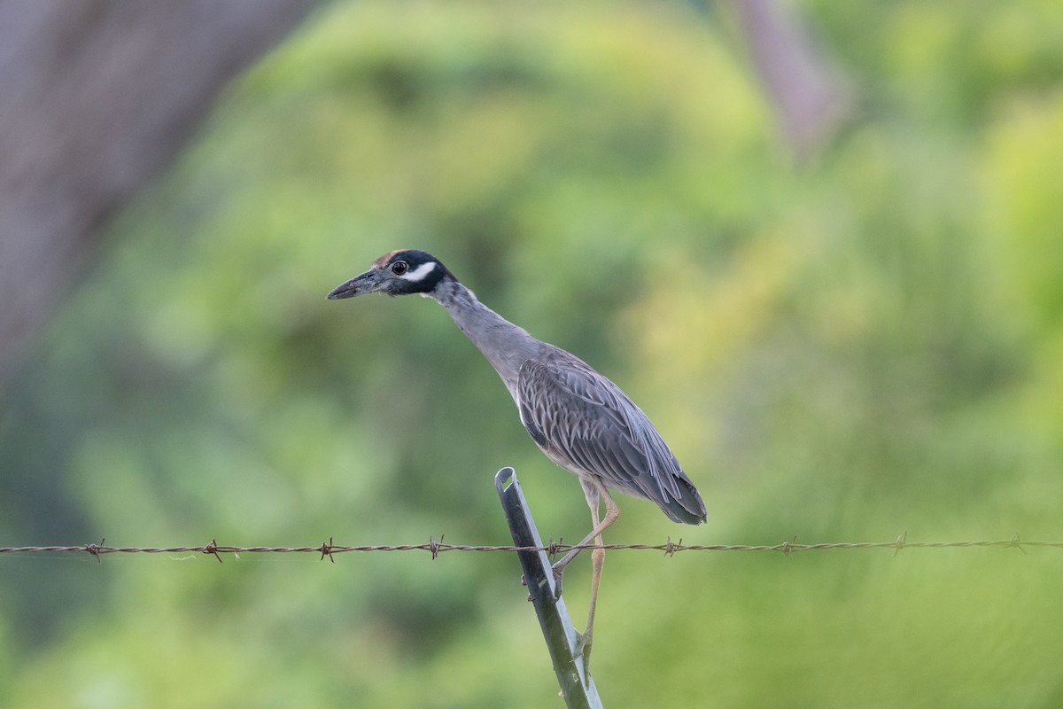 Yellow-crowned Night Heron - ML475516941