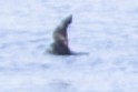 日本叉尾海燕 - ML475517581