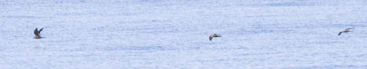 Matsudaira's Storm-Petrel - ML475517611