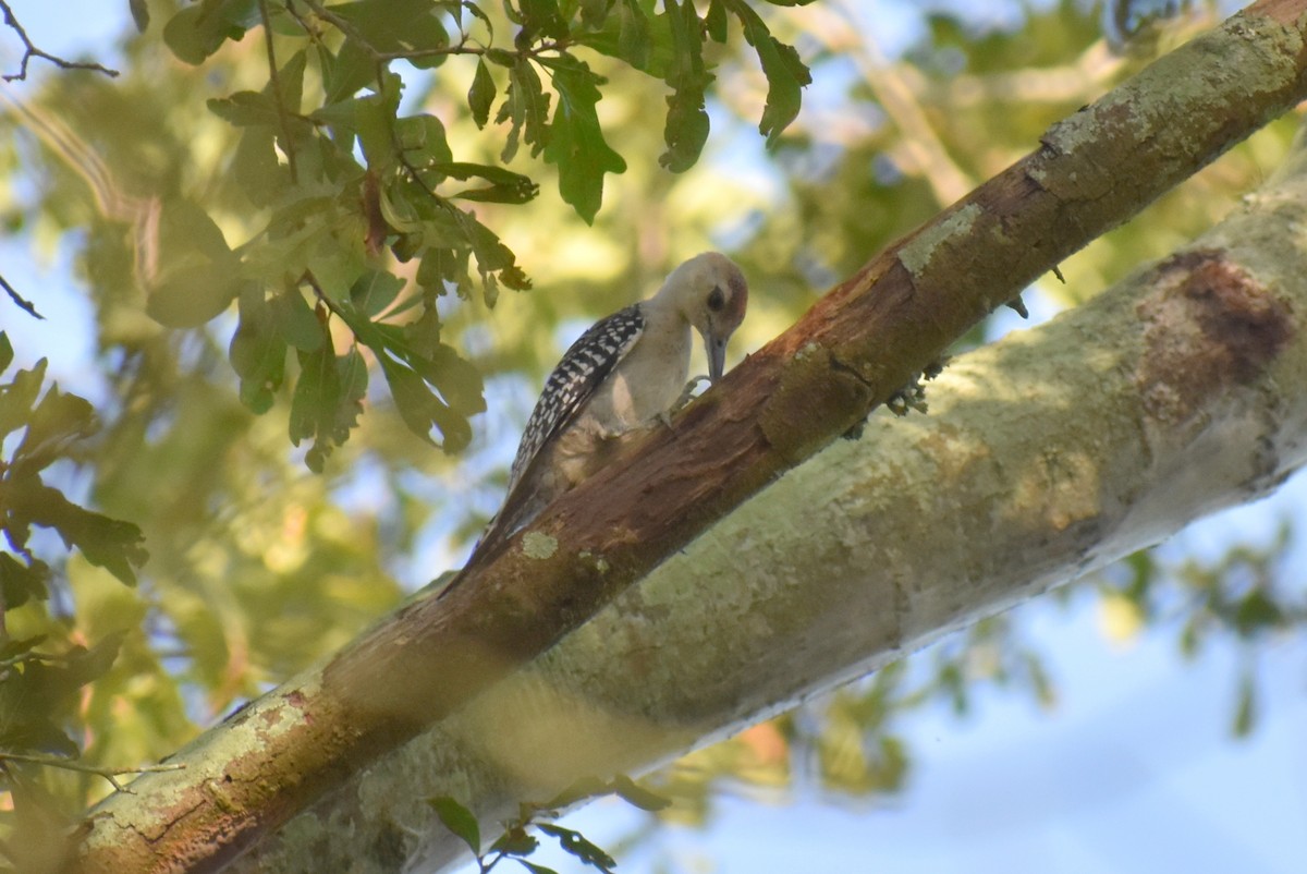 Red-bellied Woodpecker - ML475517901