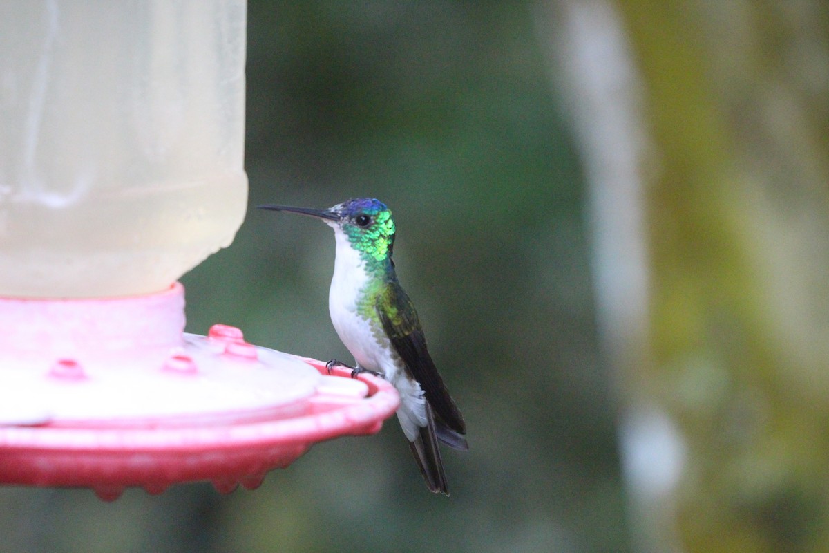 Andean Emerald - ML475518181