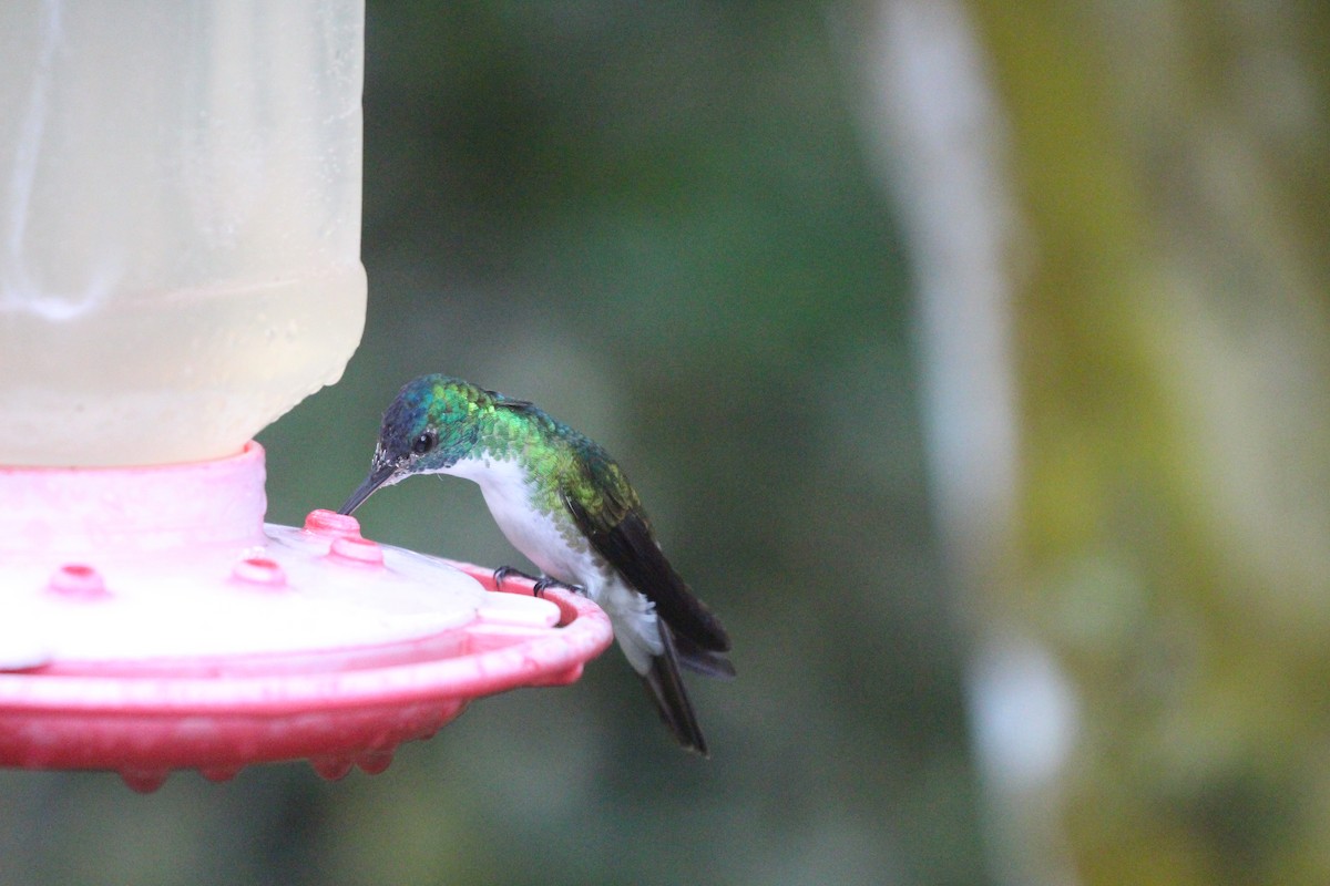 Andean Emerald - ML475518231