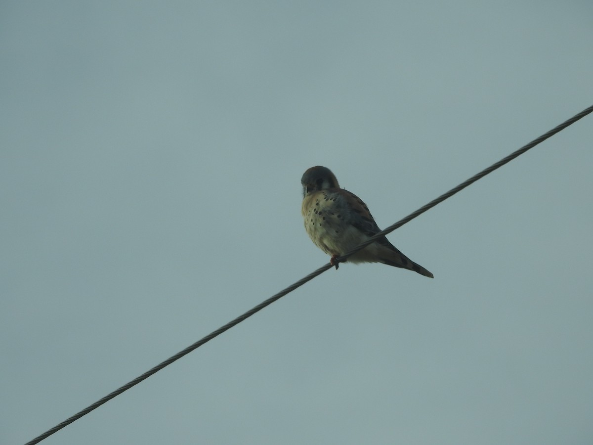 American Kestrel - ML475518421