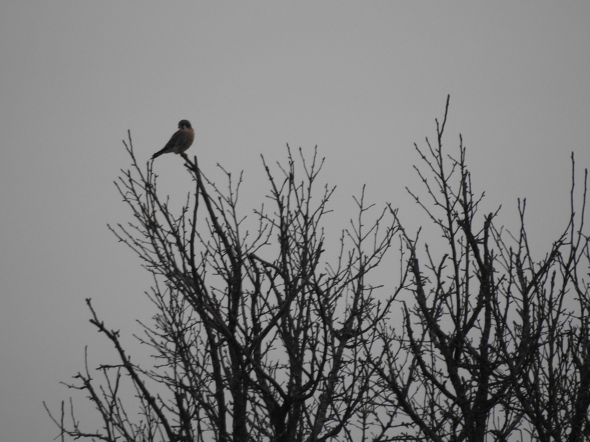 American Kestrel - ML475518441