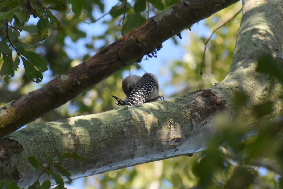 Red-bellied Woodpecker - ML475518491