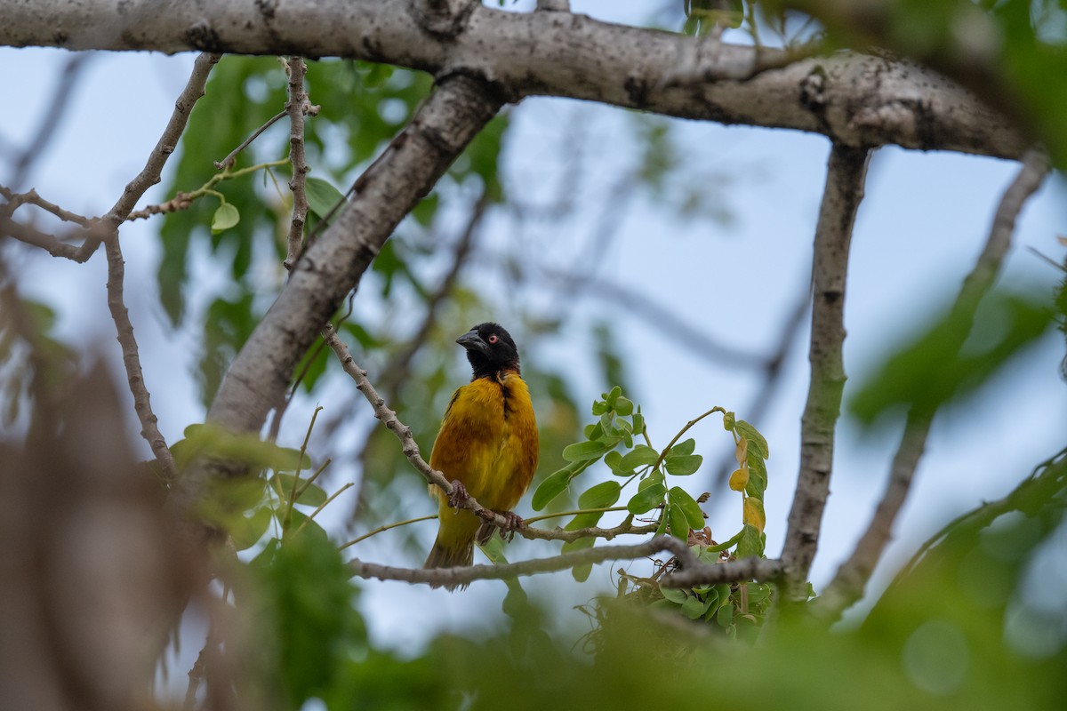 Village Weaver - ML475518621