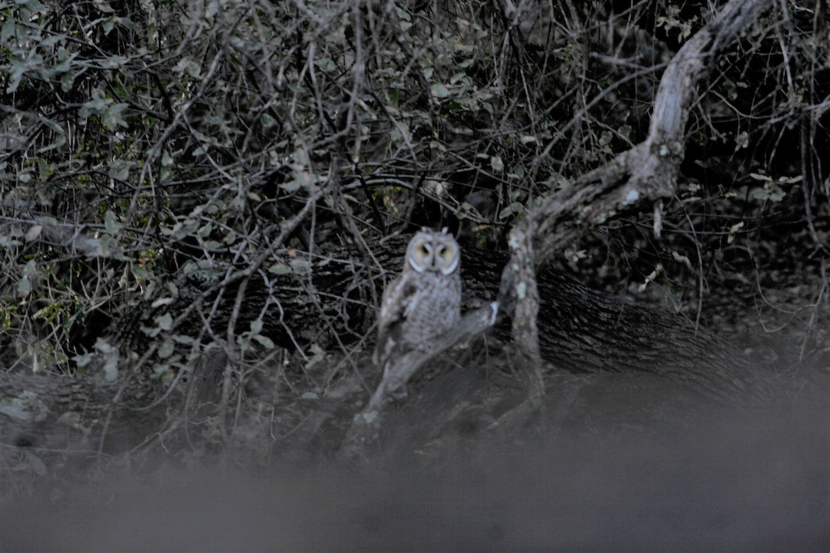 Long-eared Owl - ML47551891