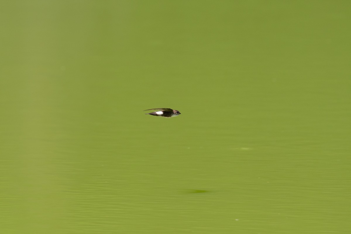 Antillean Palm Swift - ML475518951