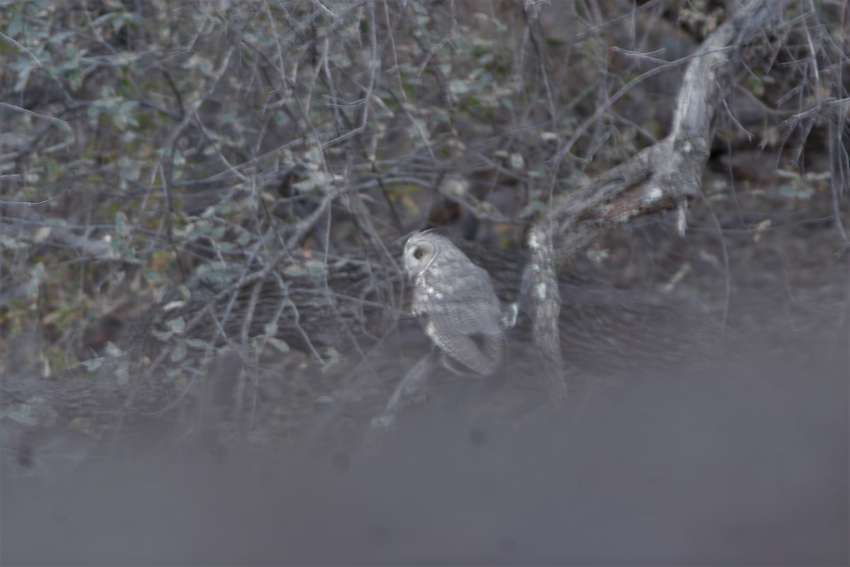 Long-eared Owl - ML47551901