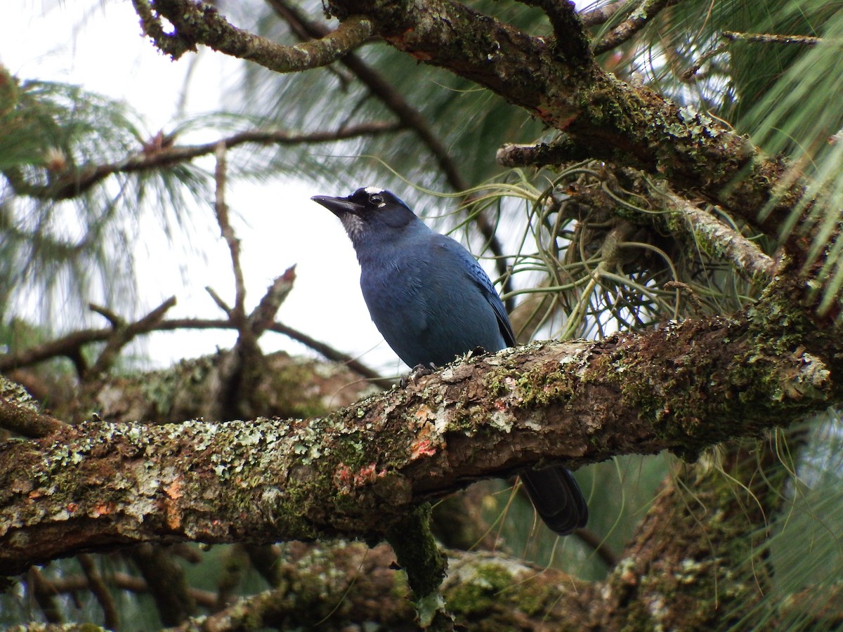 Steller's Jay (Middle American) - Mayron McKewy Mejia