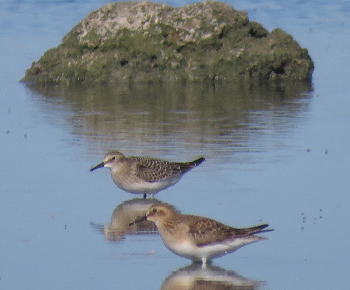 gulbrystsnipe - ML475519961