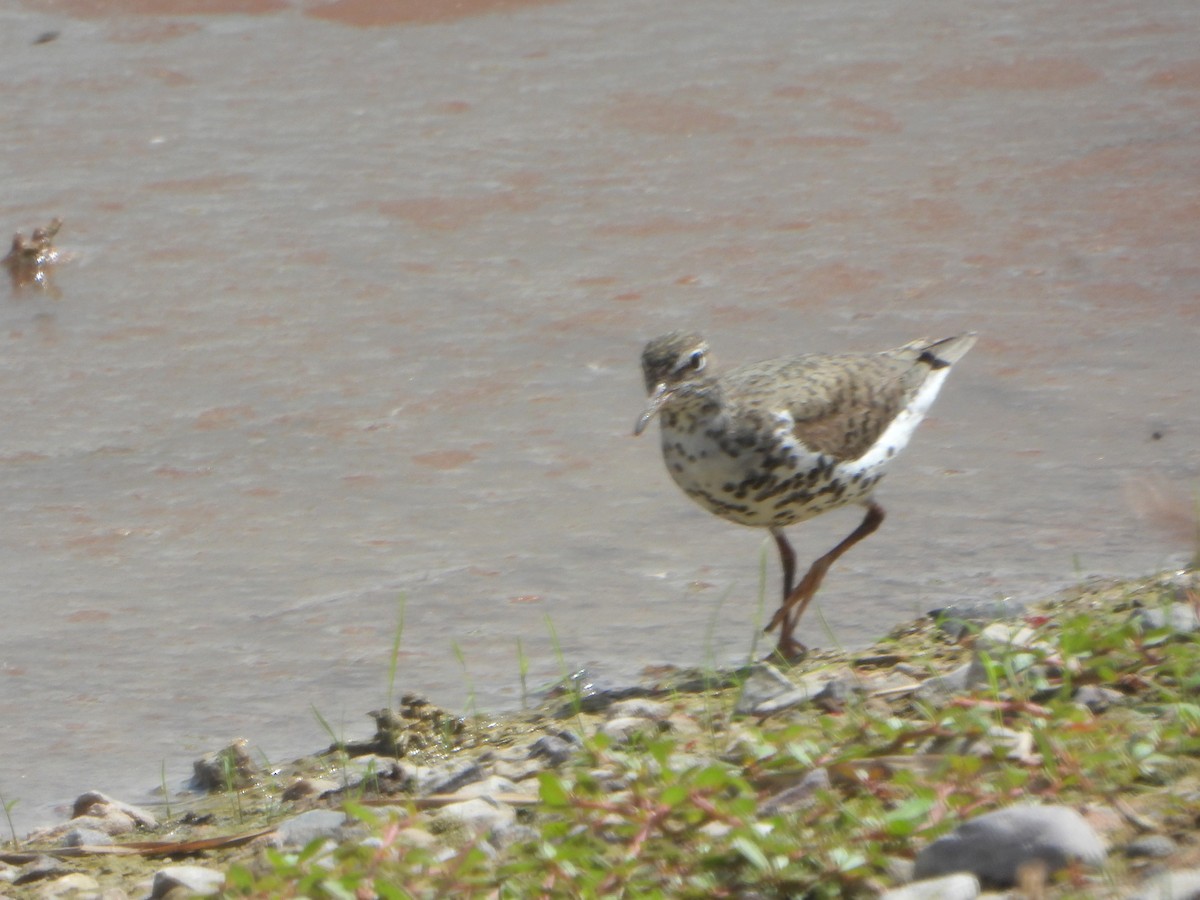 Spotted Sandpiper - ML475520761