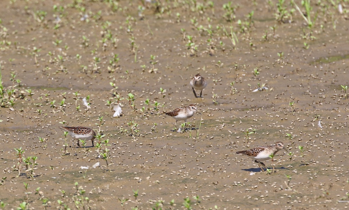 pygmésnipe - ML475522041