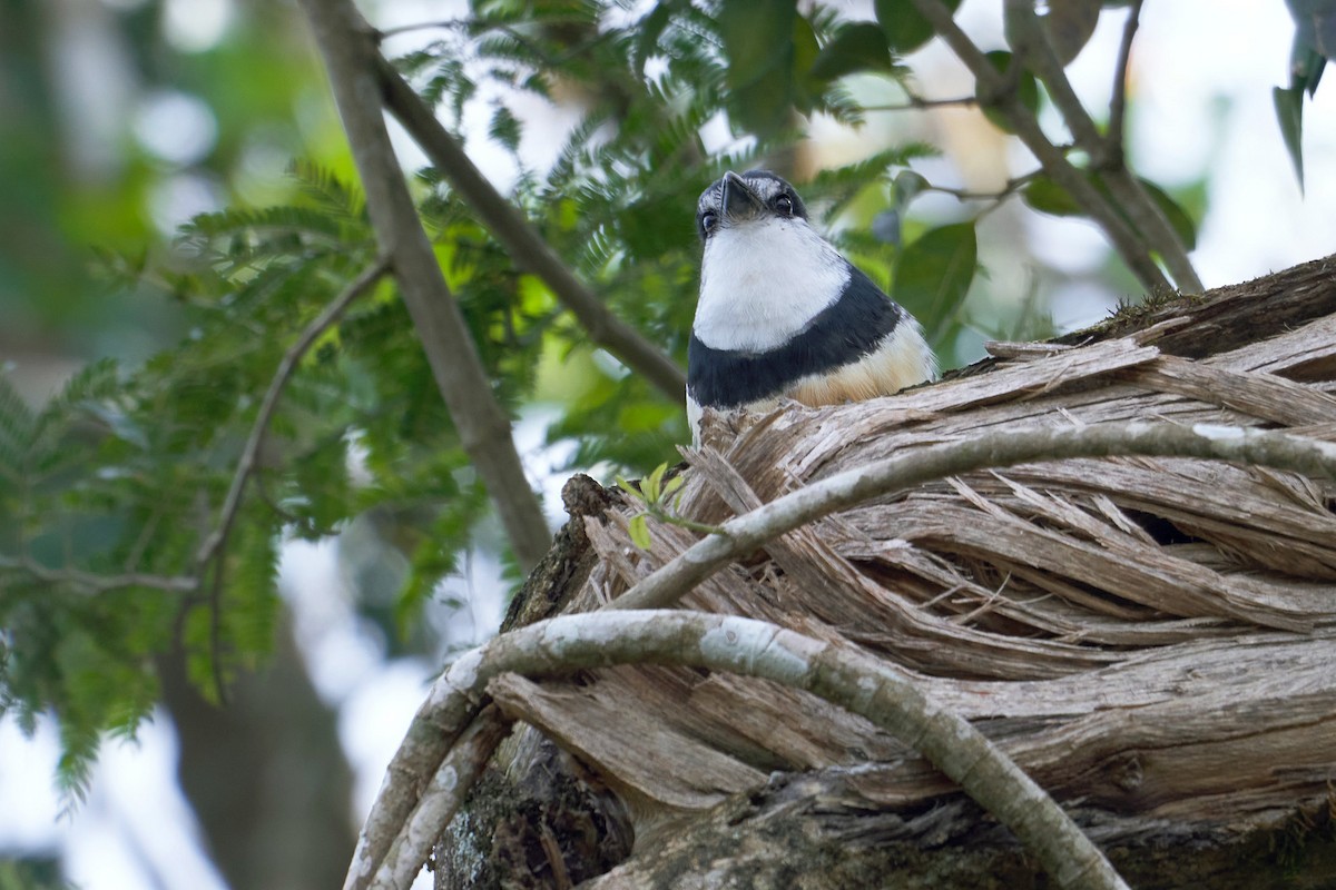 Buff-bellied Puffbird - ML475522241