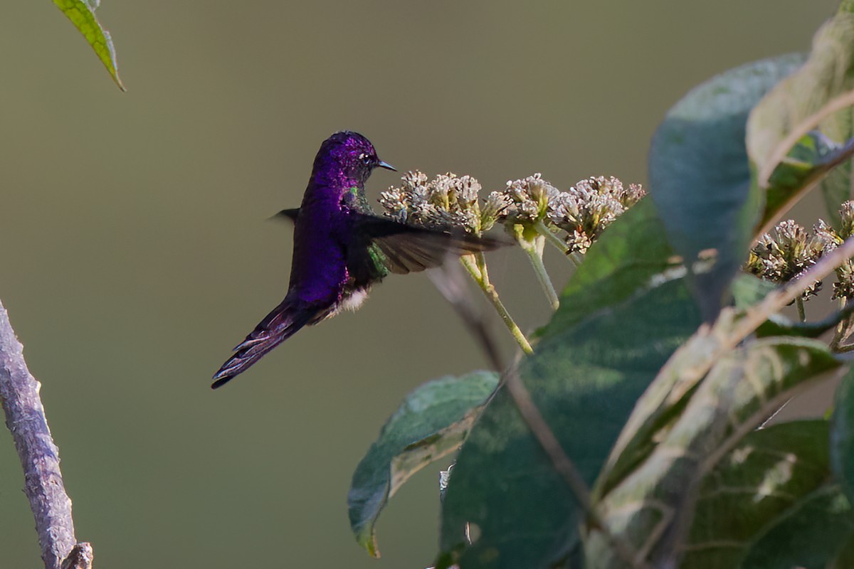 Colibri à petit bec - ML475522461