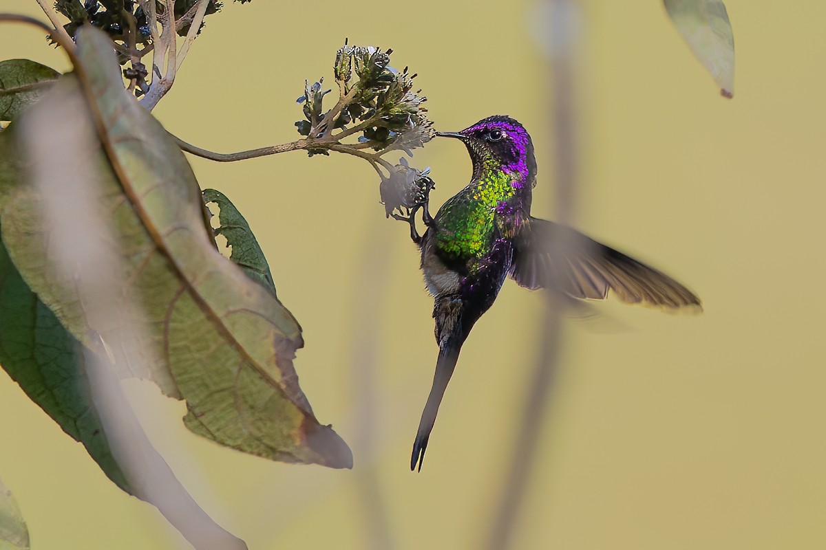 Colibri à petit bec - ML475522471