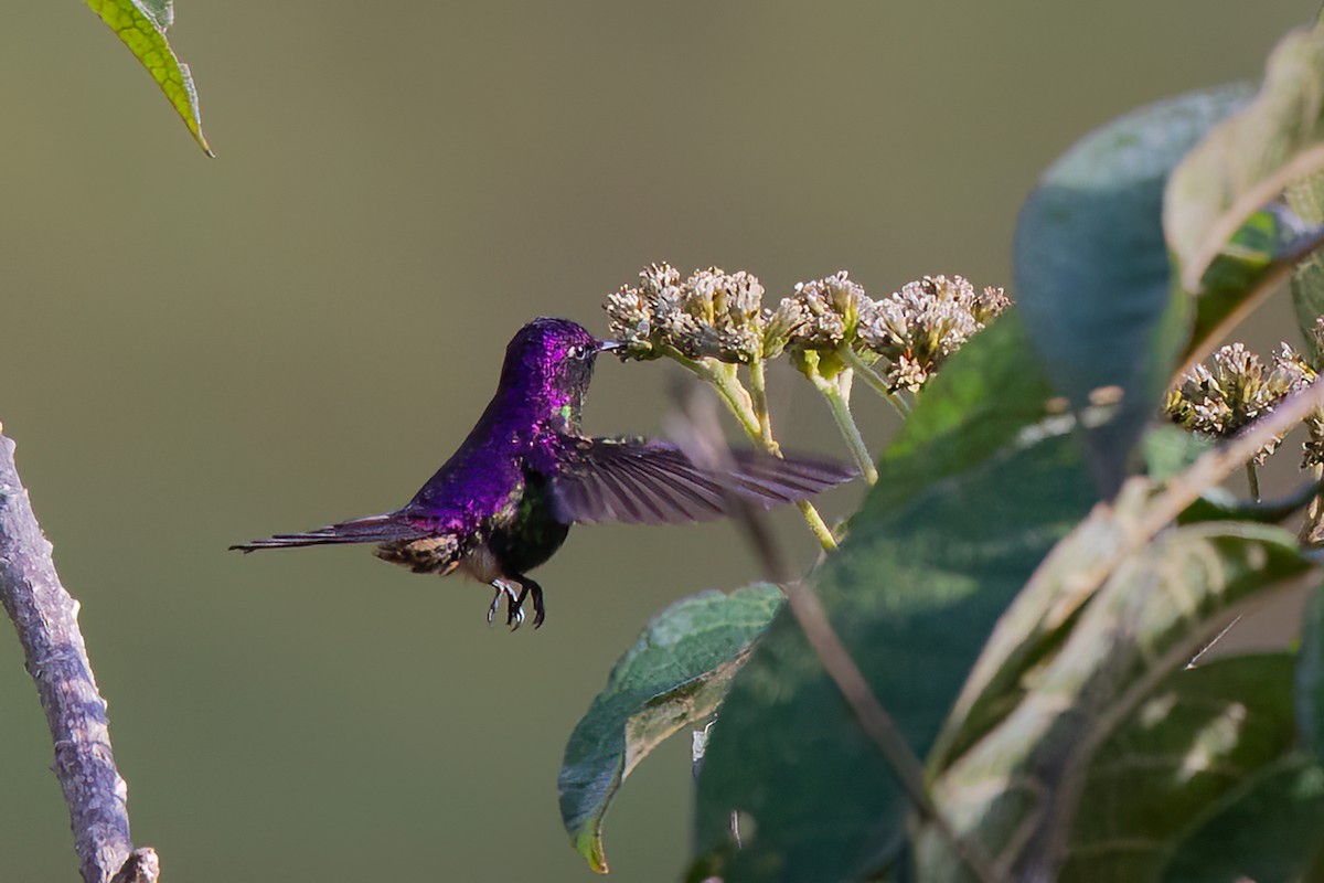 Colibri à petit bec - ML475522491