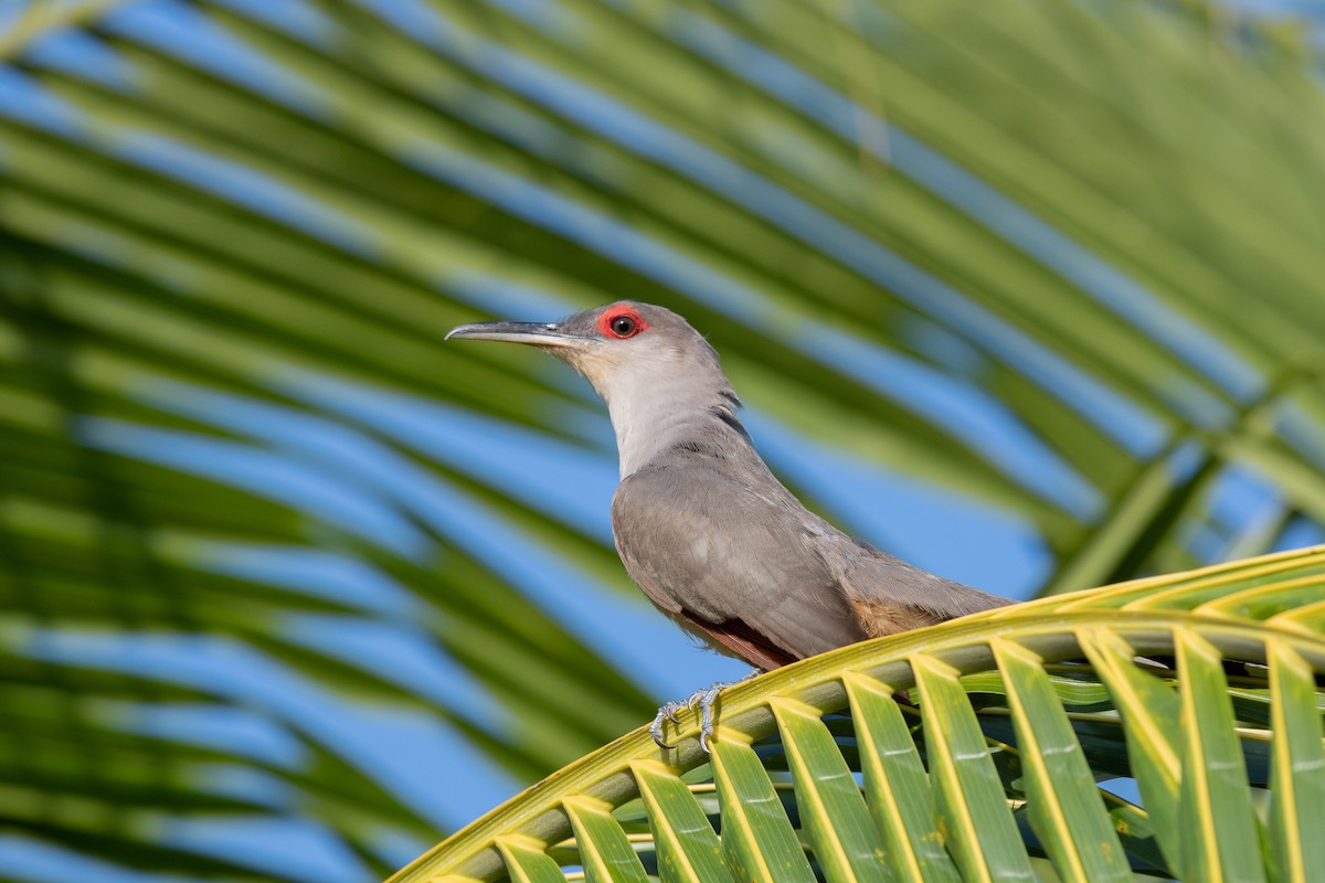 Hispaniolan Lizard-Cuckoo - Charles Thomas