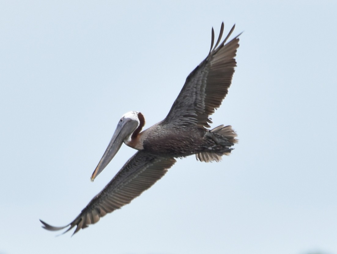 Brown Pelican - ML475525831