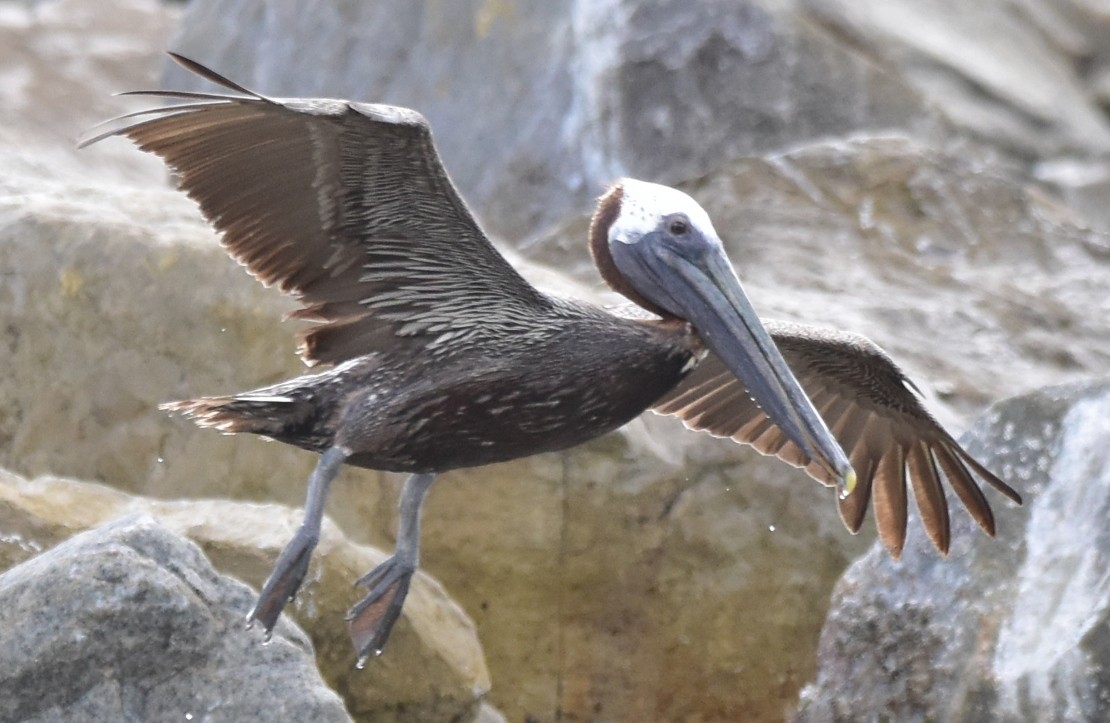 pelikán hnědý - ML475525851