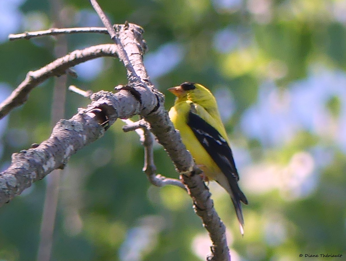 American Goldfinch - ML475526171