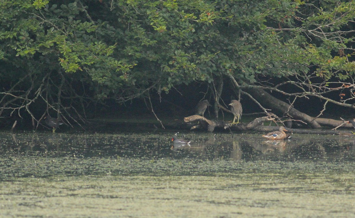 Bihoreau gris (nycticorax) - ML475526531