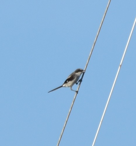 Loggerhead Shrike - Michael Strzelecki