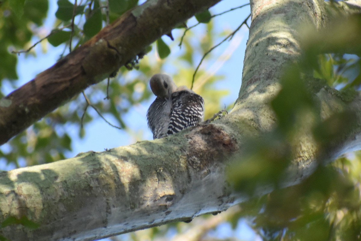 Red-bellied Woodpecker - ML475528061