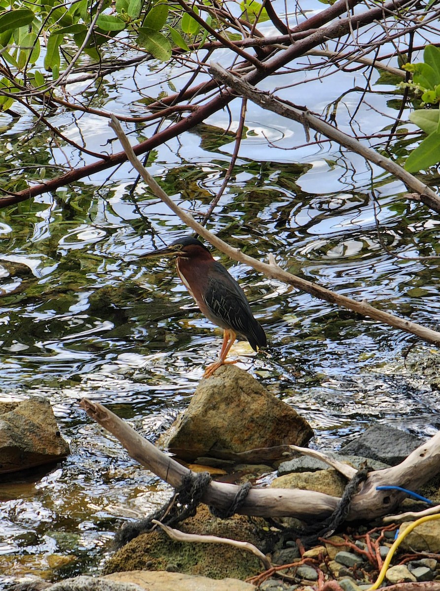 Green Heron - ML475528951