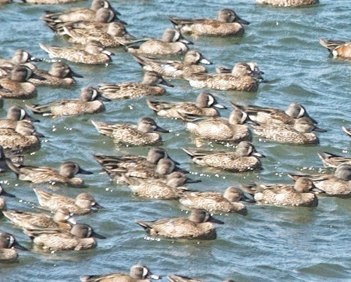 Blue-winged Teal - ML47552961