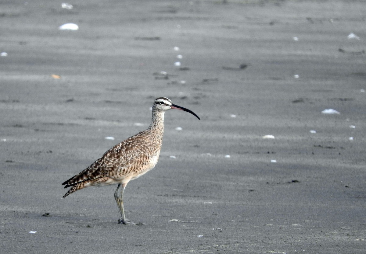 Whimbrel - Diego perez