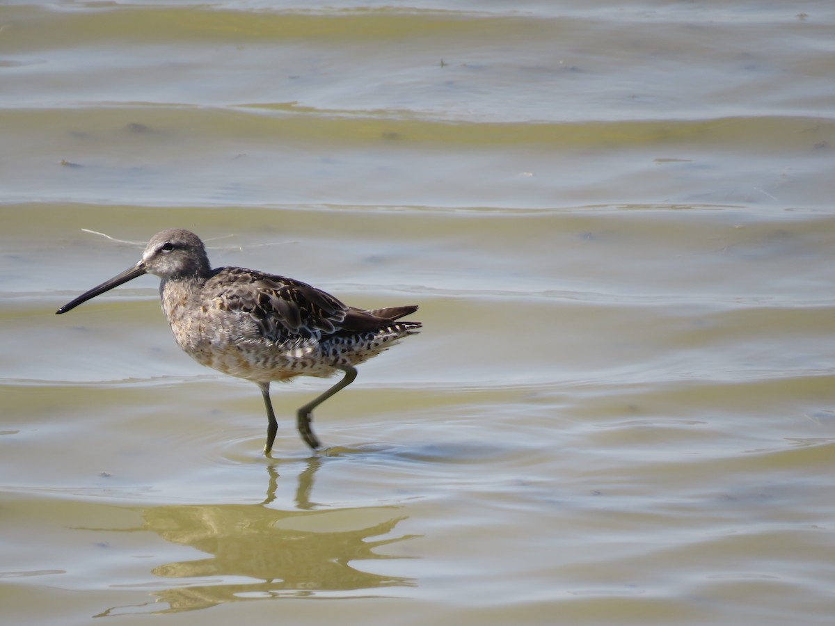 Long-billed Dowitcher - ML475530961