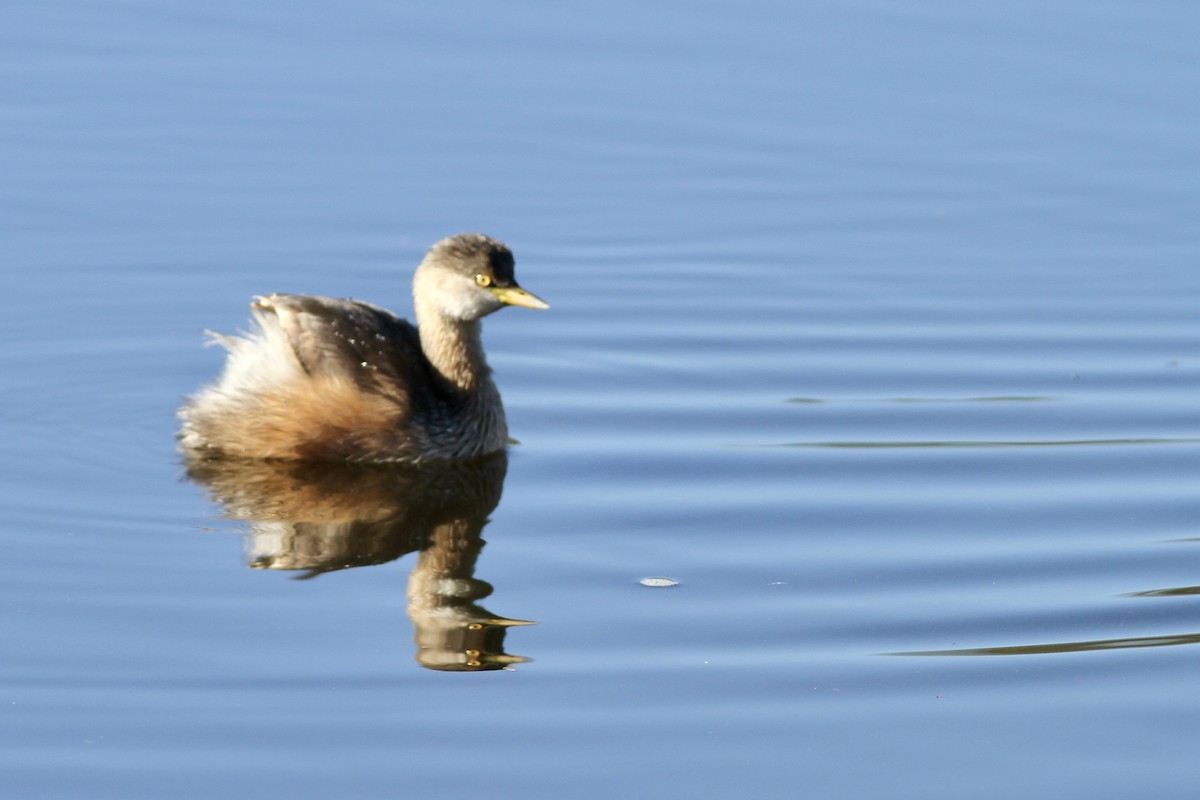 Australasian Grebe - ML475531011