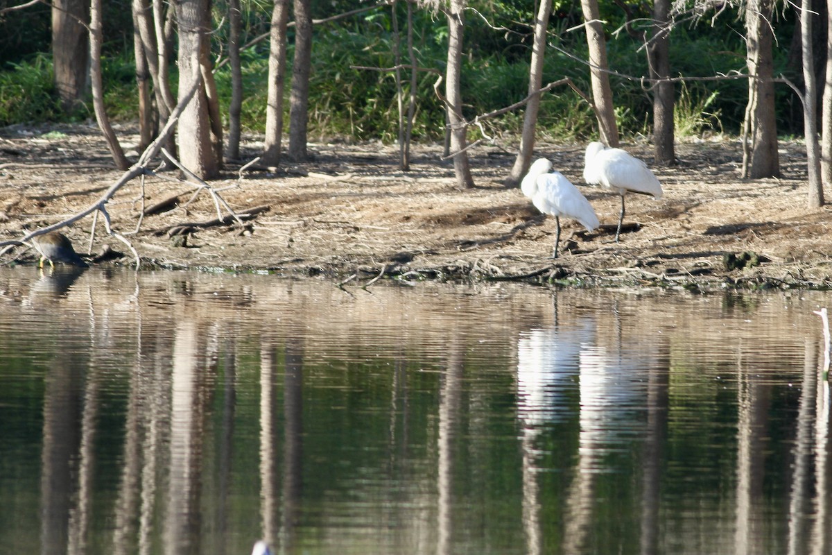 Espátula Real - ML475531211