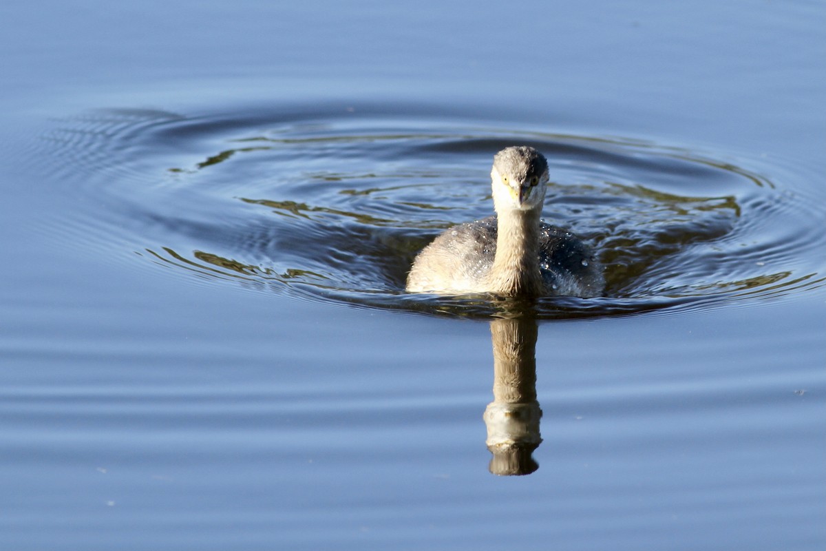 Australasian Grebe - ML475531321