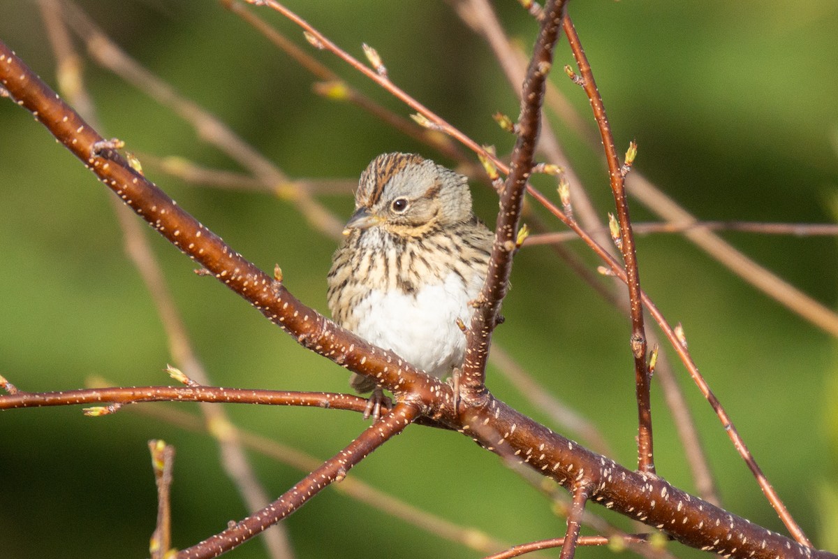 Lincoln's Sparrow - David Turgeon