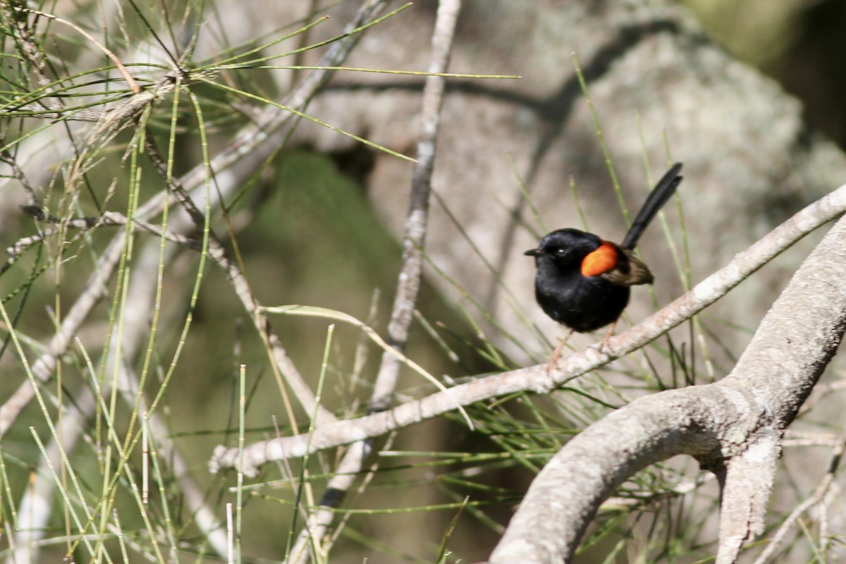 Red-backed Fairywren - ML475531441