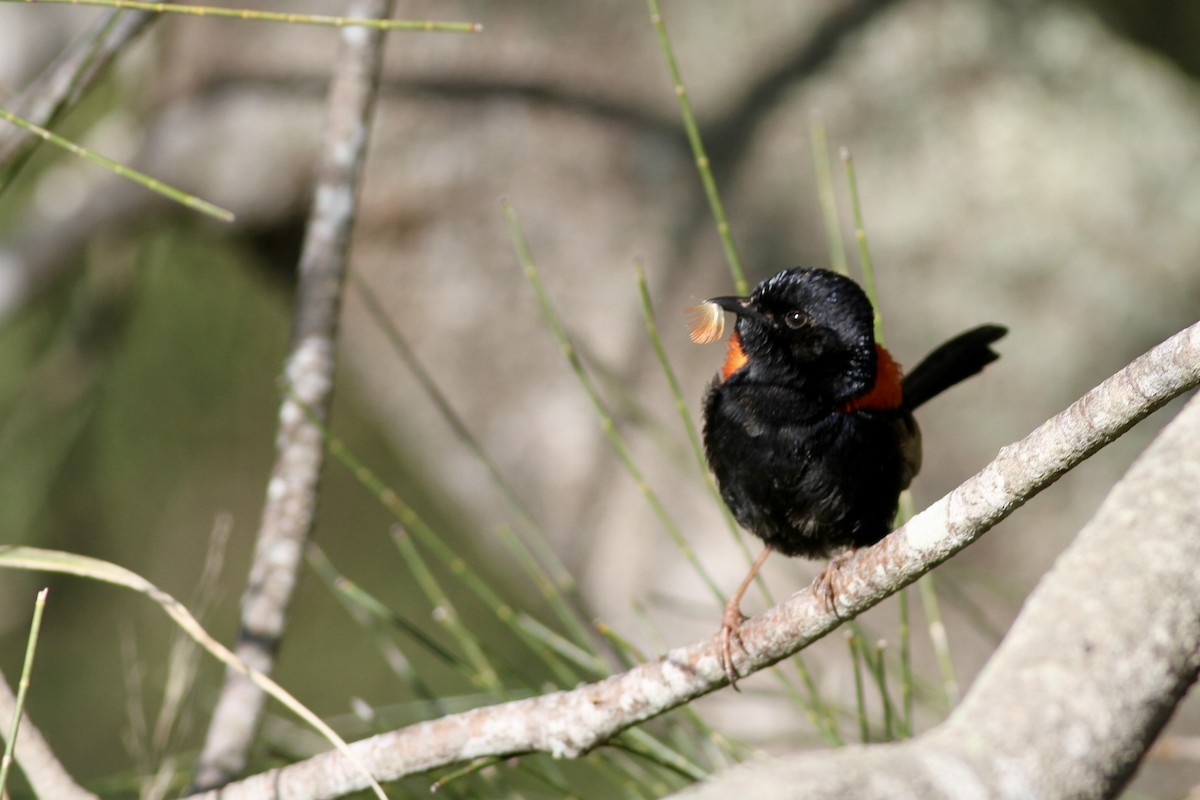 Red-backed Fairywren - ML475531451