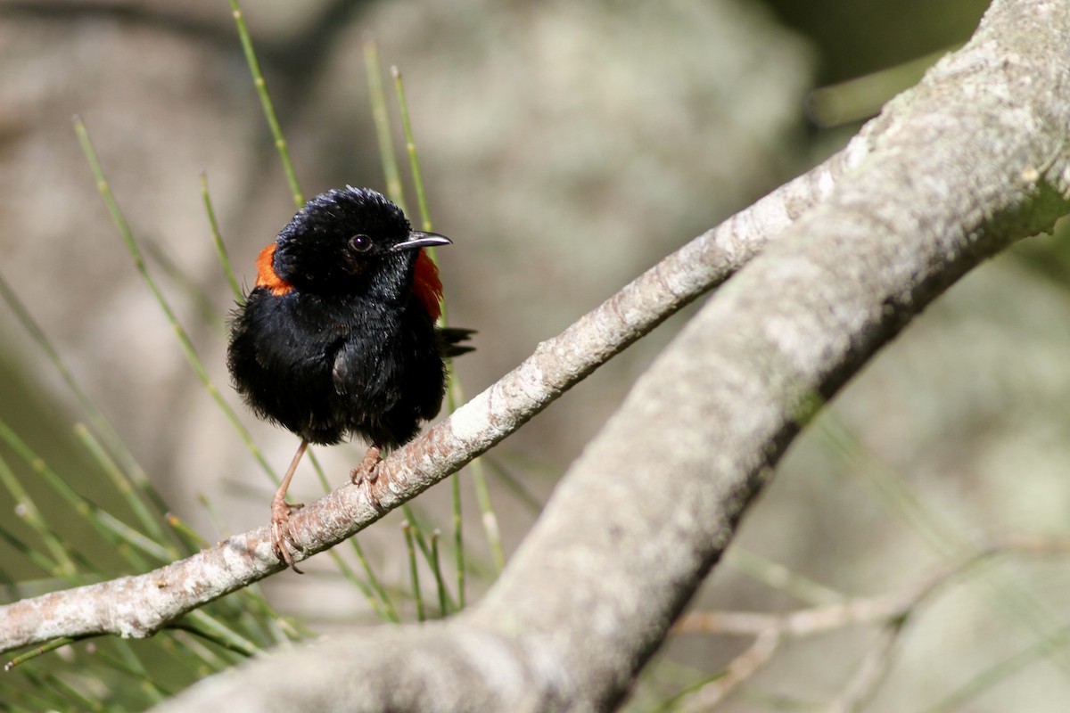 Red-backed Fairywren - ML475531461